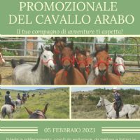 VENDITA PROMOZIONALE DEL CAVALLO ARABO 2023