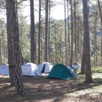 campo cavallo in pineta