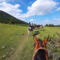 campo cavallo in pineta