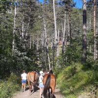 campo cavallo in pineta