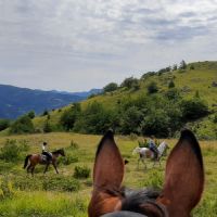 campo cavallo in pineta