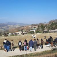 VENDITA PROMOZIONALE CAVALLO ARABO: UN SUCCESSO!