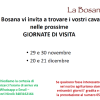 WEEKEND DI VISITA CAVALLI A RIPOSO: