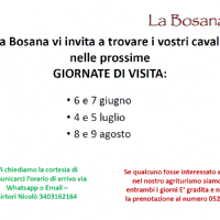 Weekend di visita cavalli a riposo
