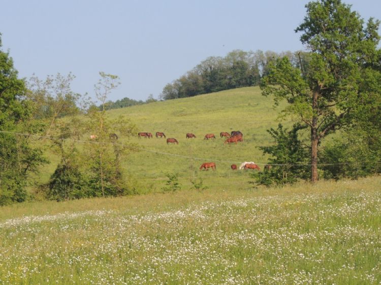 Recinti in Loc Milione 2