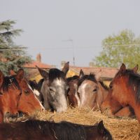 puledri a colazione