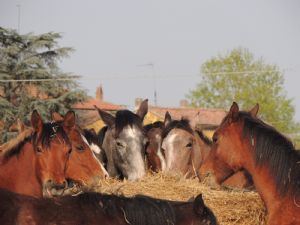 PENSIONE PULEDRI