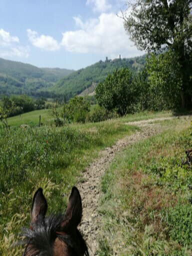 Turismo Equestre: Passeggiate a Cavallo e Trekking